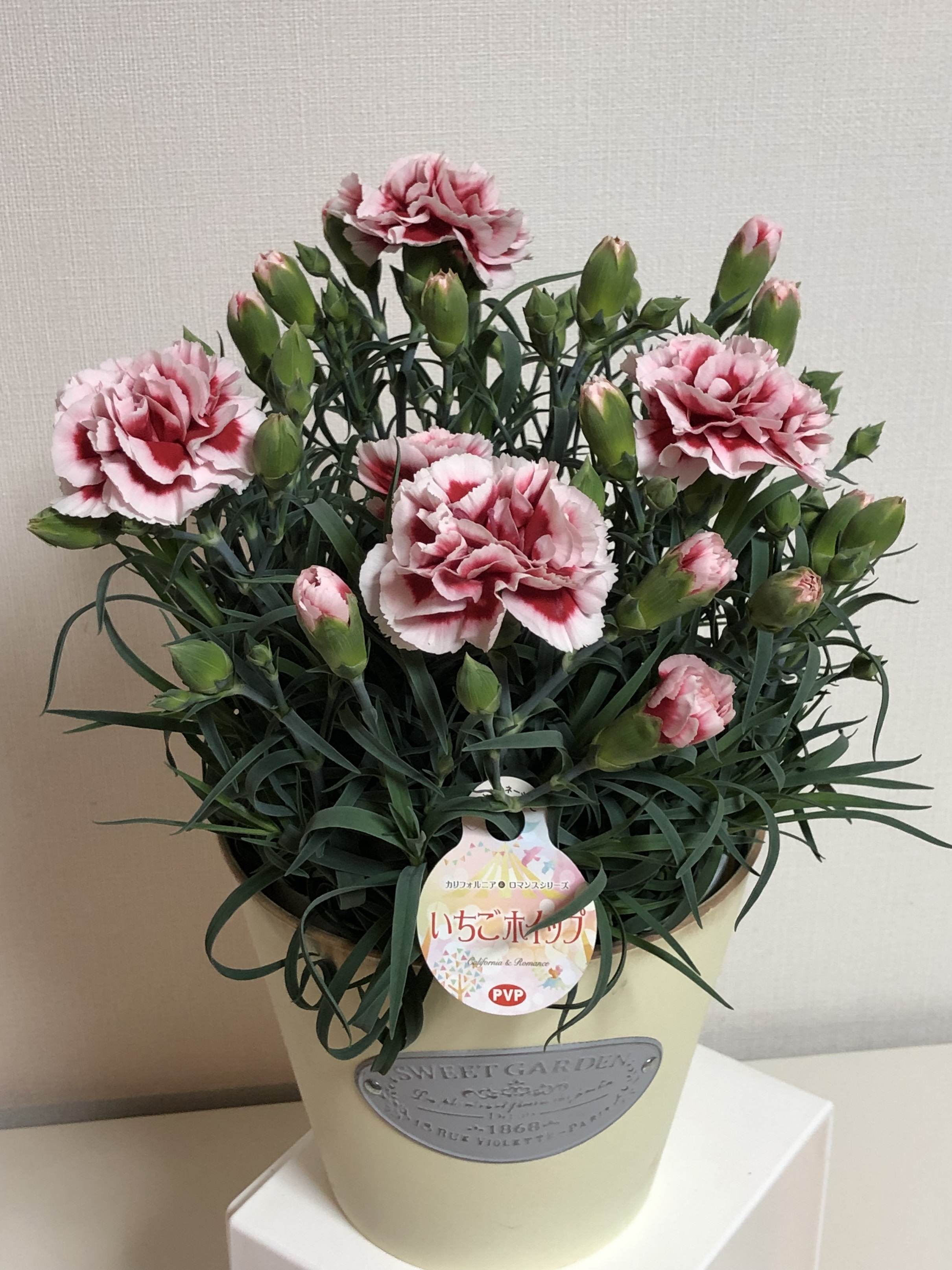 新宿 目白のお花屋 フラワーギフト 園芸 ニュー花矢 花キューピット加盟店